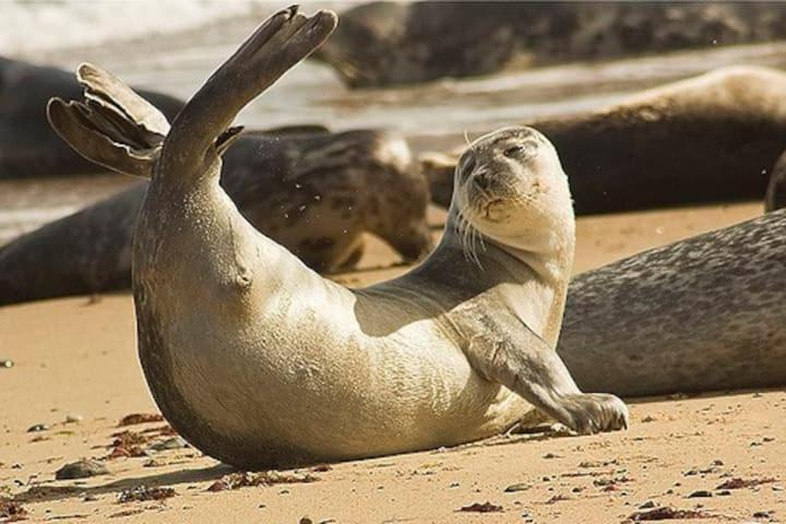 Relaxing Chalet On Popular California Sands Short Stroll To Beach, Nr Norfolk Broads & Great Yarmouth Scratby Dış mekan fotoğraf